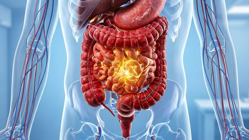Healthy gut microbiome and digestive health in midlife