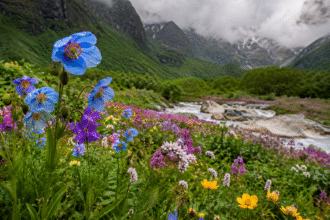 Valley of flowers