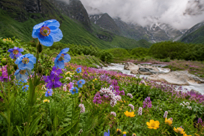 Valley of flowers