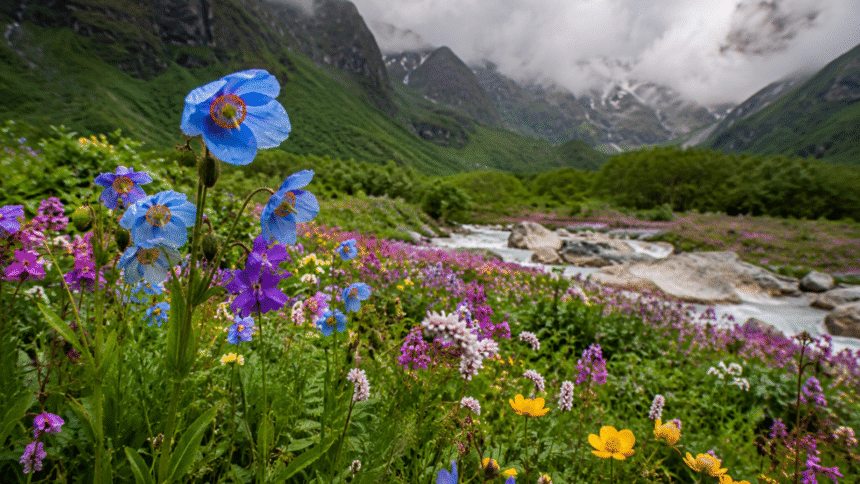 Valley of flowers